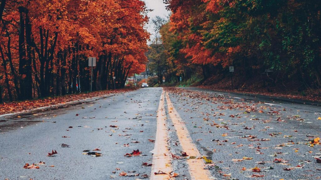 pexels thatguycraig000 1563356